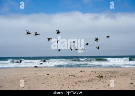 Eine große Gruppe Pelikane fliegt bei strahlendem Sonnenschein über den Strand entlang der Brandung Stockfoto