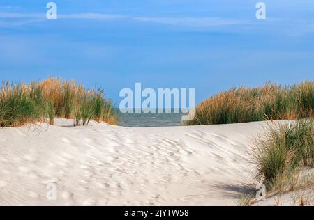 nordseestrand Düne Graslandschaft Stockfoto
