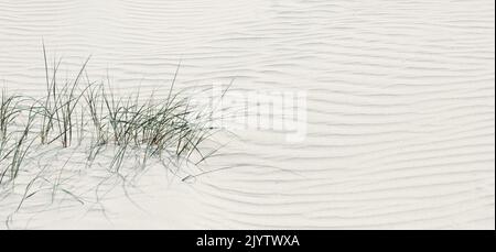 Nahaufnahme von Dünengras im Sand an der Nordseeküste Stockfoto