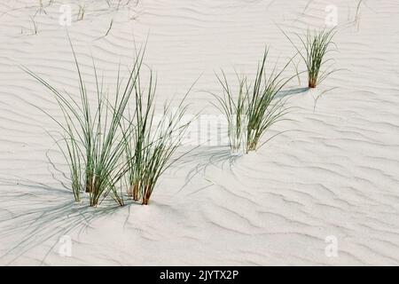 Nahaufnahme von Dünengras im Sand an der Nordseeküste Stockfoto