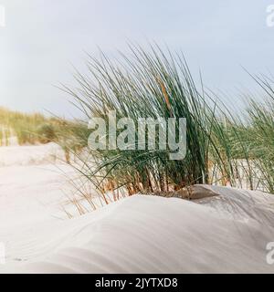 Nahaufnahme von Dünengras im Sand an der Nordseeküste Stockfoto