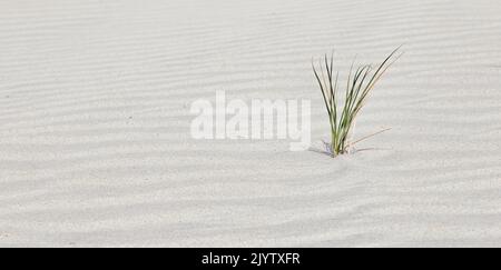 Nahaufnahme von Dünengras im Sand an der Nordseeküste Stockfoto