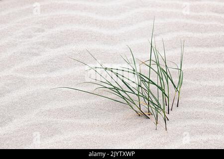 Nahaufnahme von Dünengras im Sand an der Nordseeküste Stockfoto