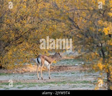 Ein Kalb aus dem arabischen Gazelle (Gazella arabica), das in der Wildnis in Dubai, Vereinigte Arabische Emirate, zwischen gelb blühenden Wüstenbürsten steht. Stockfoto