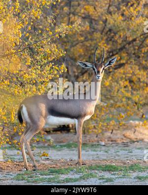 Nahaufnahme einer männlichen arabischen Gazelle (Gazella arabica), die in der Wildnis von Dubai, Vereinigte Arabische Emirate, zwischen gelb blühenden Wüstenbürsten steht. Stockfoto