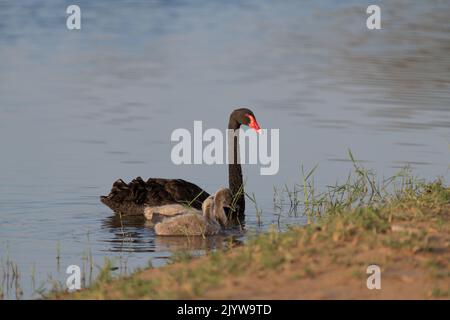 Eine Mutter des Schwarzen Schwans (Cygnus atratus) und ihre Cygnets schwimmen in der Nähe des Wasserrandes an den Al Qudra Seen in Dubai, Vereinigte Arabische Emirate. Stockfoto