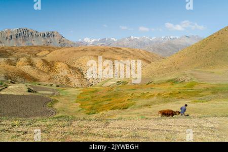 Der Mensch führt die Kuh durch eine hügelige Landschaft mit Feldern und schneebedeckten Himalaya als Hintergrund unter blauem Himmel. Komic. Indien. Stockfoto