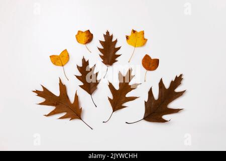 Der Herbst hinterlässt eine kreative Gestaltung. Dekoration, Herbstmuster. Flach legen elegante trockene Blätter Zusammensetzung. Saisonale Deko. Stockfoto