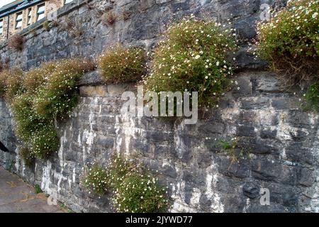 Dartmouth, Devon, Großbritannien. 25.. Juli 2022. Hübsche Erigeron karvinskianus Gänseblümchen wachsen in einer Mauer in der Stadt Dartmouth. Quelle: Maureen McLean/Alamy Stockfoto