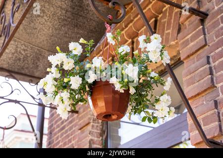 Auf der Veranda hängt ein Topf mit wunderschönen weißen Gartenblumen Stockfoto