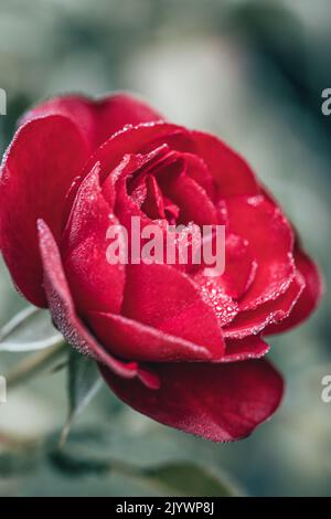 Rote Rosenblüte mit Tautropfen Stockfoto