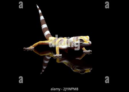 Porträt eines Leoparden Geckos auf schwarzem Hintergrund Stockfoto