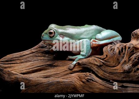 Der australische grüne Baumfrosch (Ranoidea caerulea) auf der Baumrinde Stockfoto