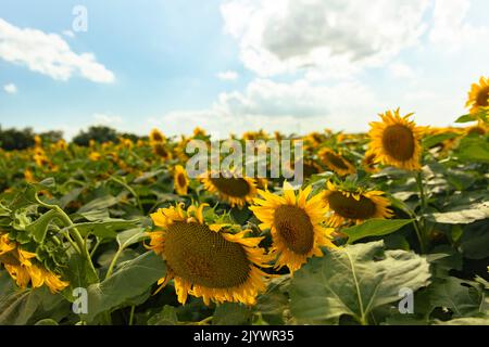 Sonnenblumen wachsen in einem Feld von Sonnenblumen während des Sonnenuntergangs Stockfoto