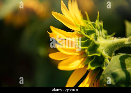 Sonnenblumen wachsen in einem Feld von Sonnenblumen während des Sonnenuntergangs Stockfoto