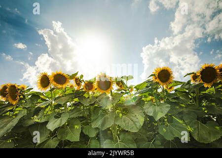 Sonnenblumen wachsen in einem Feld von Sonnenblumen während des Sonnenuntergangs Stockfoto