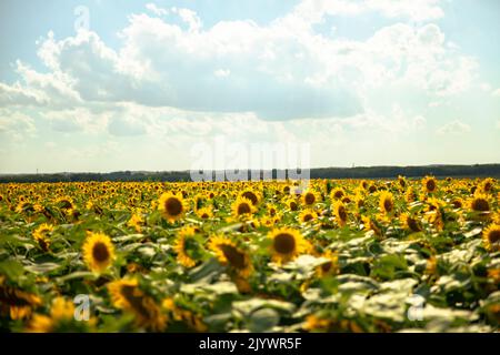Sonnenblumen wachsen in einem Feld von Sonnenblumen während des Sonnenuntergangs Stockfoto