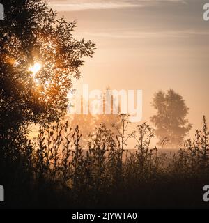 Sonnenaufgang durch die Baumwipfel und Nebel über der Wiese Stockfoto
