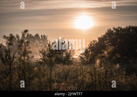 Sonnenaufgang über den Baumkronen in einem Weizenfeld Stockfoto