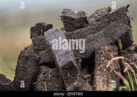 Nahaufnahme von maschinell geschnittenem Rasen mit Fußrasen und Trocknung in einer Reihe. Stockfoto