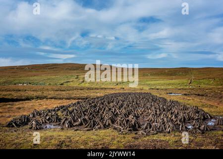 Maschinell geschnittener Rasen wird in einer Reihe mit Füßen und Trocknung ausgestattet. Stockfoto