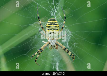 Weibliche Wespenspinne (Agriope bruennichi). Stockfoto