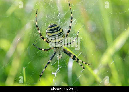 Weibliche Wespenspinne (Agriope bruennichi). Stockfoto