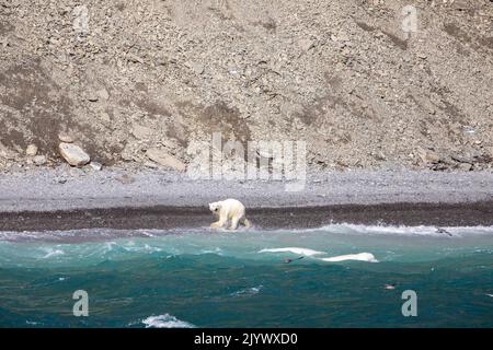 Eisbären jagen Beluga-Wale an der Küste von Radstock Bay auf Devon Island, Nunavut, Kanada. Stockfoto