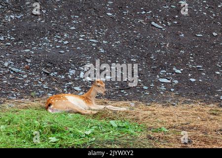 Ein gefleckter Damhirsch oder braunes Rehkitz schaut zur Seite und liegt auf Gras auf einem Waldgrund in einem Nationalpark, einer Farm oder Ranch. Rentier hüten concep Stockfoto