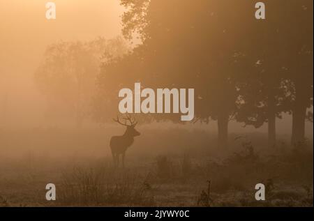 Ein Rothirsch an einem nebligen Morgen im Wald bei Sonnenaufgang. Brunftzeit, Richmond UK Stockfoto