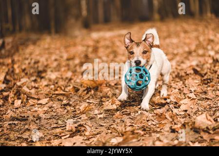 Jack Russell Terrier Hund spielt mit Ball im Park am sonnigen Novembertag Stockfoto