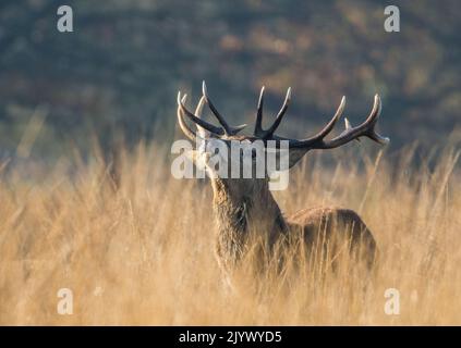 Ein majestätischer Rothirsch-Hirsch (Cervus elaphus) ein 14 Zeiger mit riesigen Geweihen. Vorführung während der Brunftzeit. Richmond, Großbritannien. Stockfoto