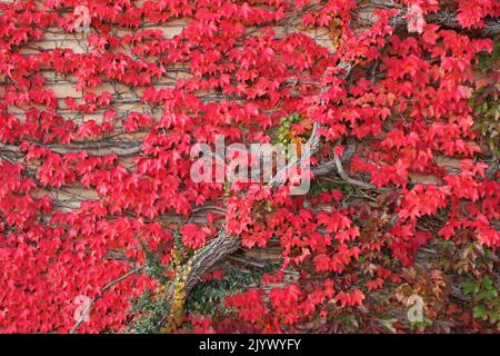 Berühmte Sehenswürdigkeiten, Efeu im roten Herbst, Hauptstadtfriedhof Mirogoj, Zagreb, Kroatien Stockfoto