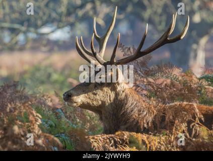 Ein majestätischer Rothirsch-Hirsch (Cervus elaphus), ein 12 Zeiger, seitlich auf, mit riesigen Geweihen. Während der Brunftzeit im Wald. Richmond, Großbritannien. Stockfoto