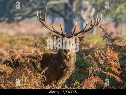 Ein majestätischer Rothirsch-Hirsch (Cervus elaphus) ein 14 Zeiger mit riesigen Geweihen. Während der Rut geradeaus auf die Kamera schauen. Richmond, Großbritannien. Stockfoto