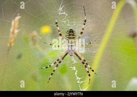 Weibliche Wespenspinne (Agriope bruennichi). Stockfoto