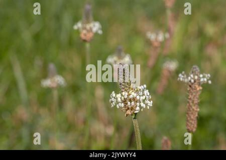 Samenkopf des Spitzwegerich (Plantago lanceolata). Stockfoto