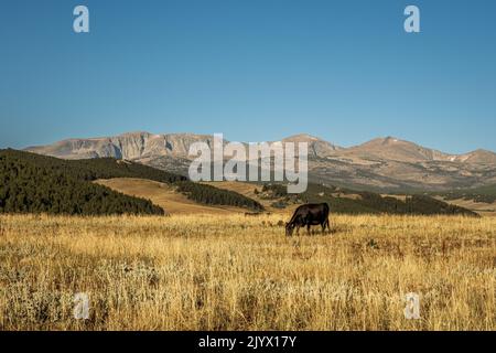 Malerischer Blick auf die Big Horn Mountains mit einer Black Angus Heifer, die im gelben Präriegras grast. Stockfoto