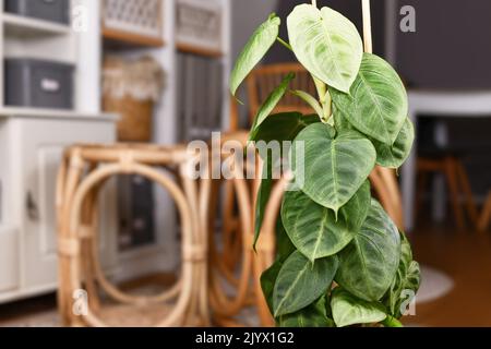 Exotische „Syngonium macrophyllum Frosted Heart“-Zimmerpflanze, die im Wohnzimmer auf einer Stange klettert Stockfoto