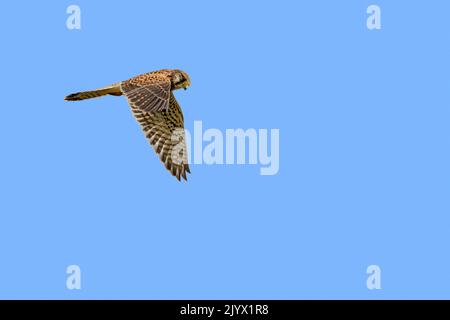 Gewöhnlicher Turmfalken / Europäischer Turmfalken / Eurasischer Turmfalken (Falco tinnunculus) jugendliches Männchen im Flug gegen den blauen Himmel auf der Jagd und auf der Suche nach Beute unten Stockfoto