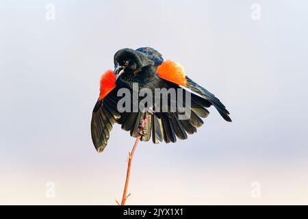 Rotflügeliger Amsel tut sein Bestes, um einen Partner zu gewinnen Stockfoto