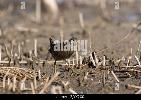 Spotted Crake - Porzana porzana - im Feuchtgebiet, Marken, Italien Stockfoto