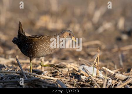 Spotted Crake - Porzana porzana - im Feuchtgebiet, Marken, Italien Stockfoto