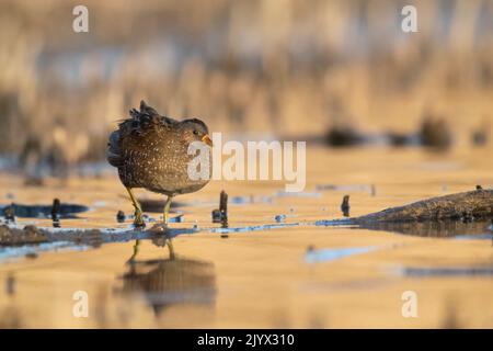 Spotted Crake - Porzana porzana - im Feuchtgebiet, Marken, Italien Stockfoto