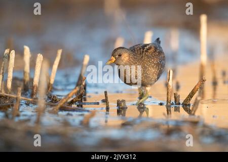 Spotted Crake - Porzana porzana - im Feuchtgebiet, Marken, Italien Stockfoto