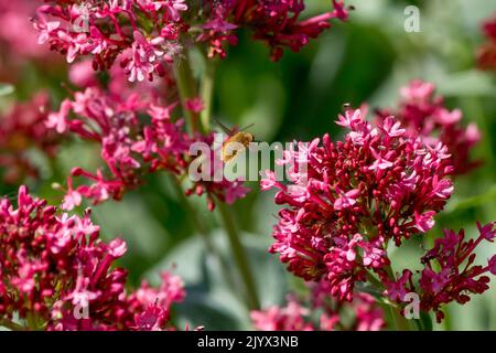 Eine Bienenfliege, eine wichtige Bestäuberin, von der Rückseite aus gesehen, die durch einen rosa Baldrian-Garten fliegt. Stockfoto