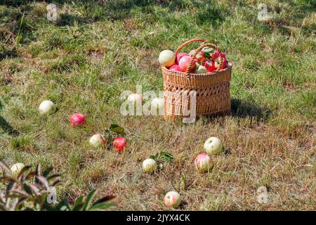 Reife saftige Äpfel in einem Strohkorb vor dem Hintergrund eines gemähten grünen Rasens werden von den warmen Strahlen der untergehenden Sonne beleuchtet. Stockfoto