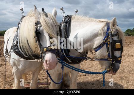 Portrait von zwei weißen Shire-Pferden auf einem Feld, das bereit ist, zu pflügen Stockfoto