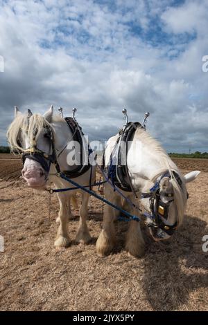 Portrait von zwei weißen Shire-Pferden auf einem Feld, das bereit ist, zu pflügen Stockfoto