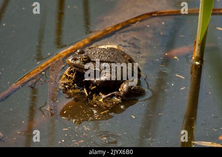 Agiler Frosch Rana dalmatina im See von South Park, Sofia, Bulgarien Stockfoto